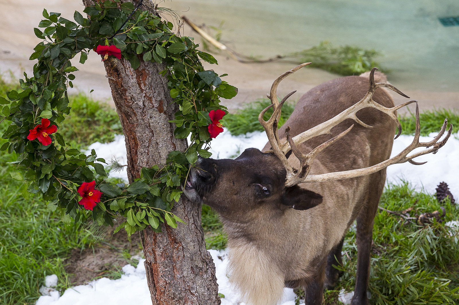 It Snowed Today at the San Diego Zoo Reindeer Habitat – San Diego