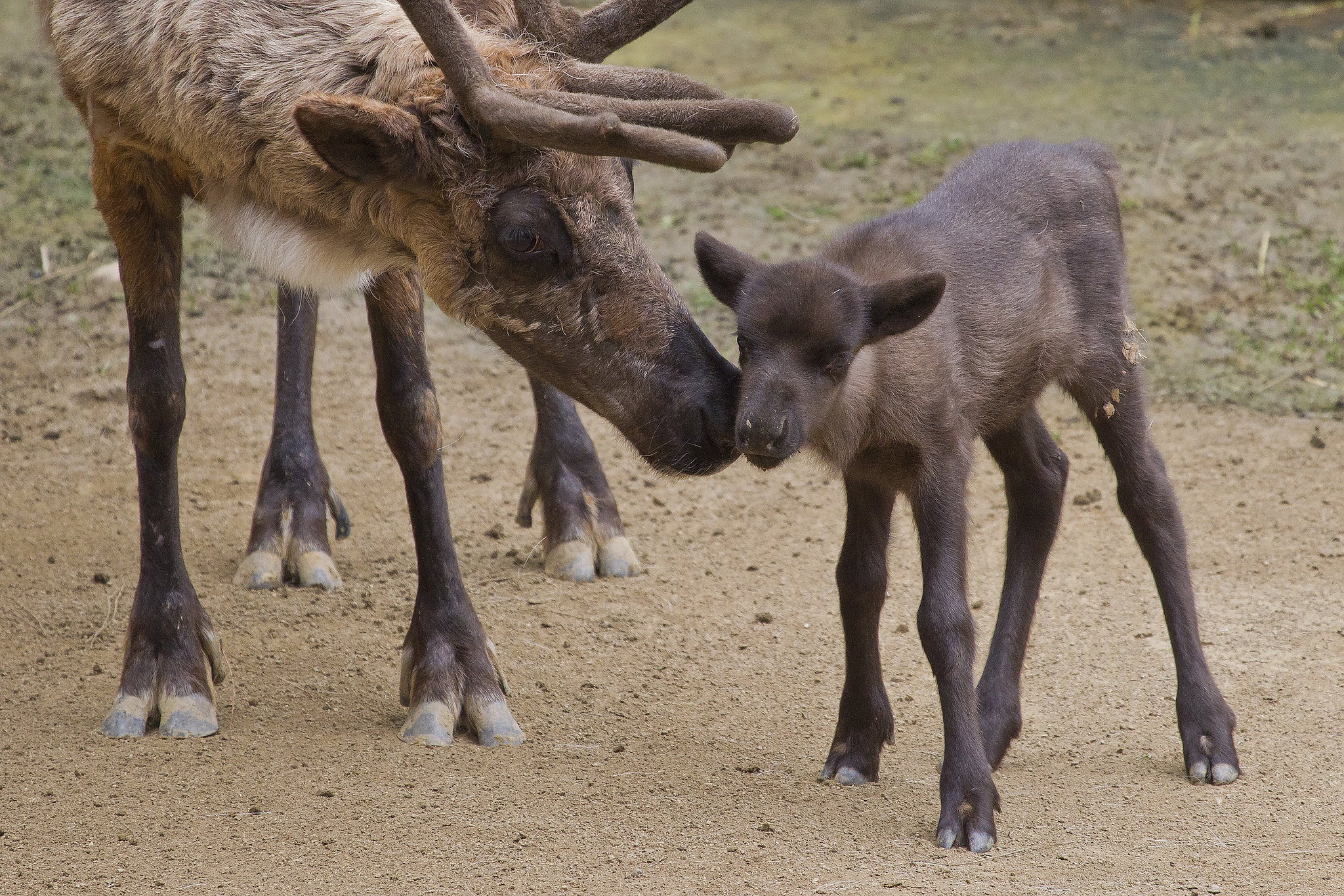 Reindeer calf