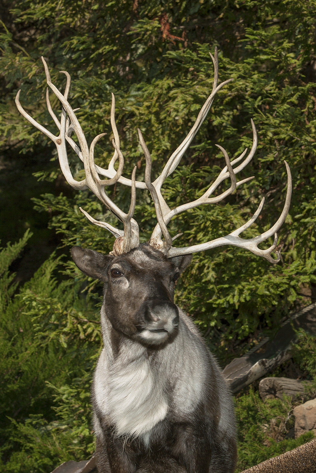 Do male reindeer on sale have antlers