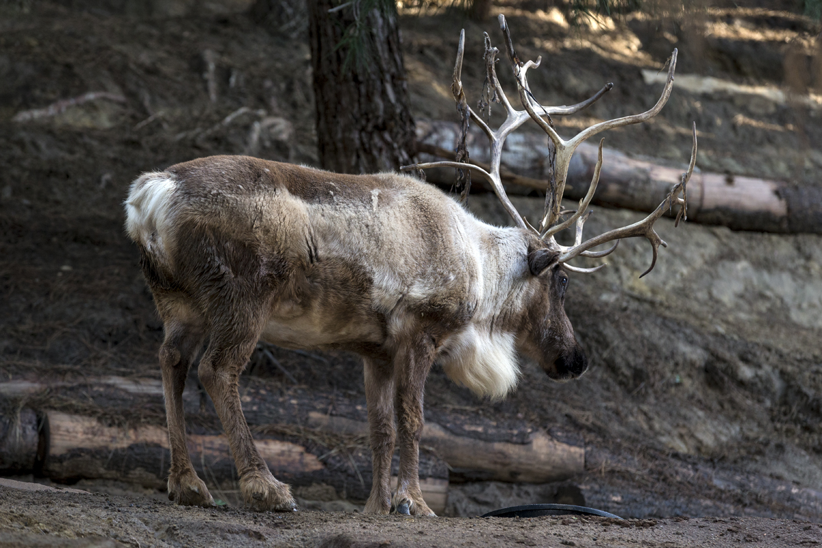 10 Festive Reindeer Facts