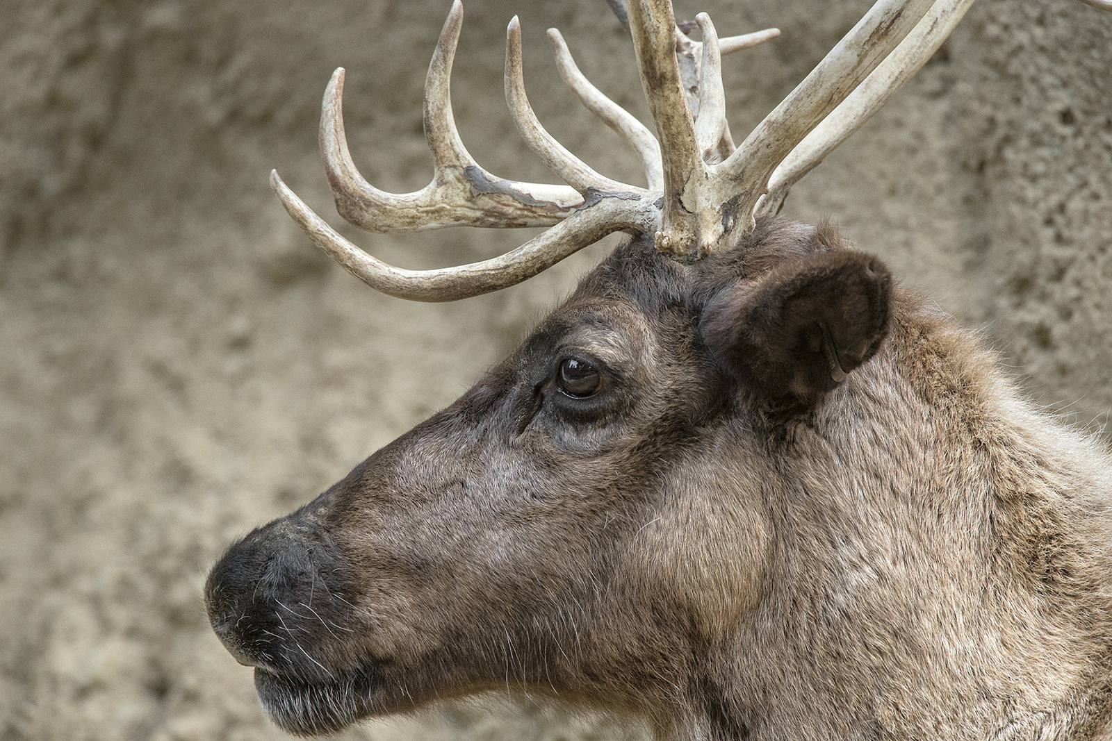 Reindeer profile