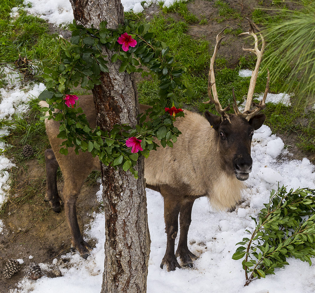  Rocky Christmas Reindeer Thermal Underwear