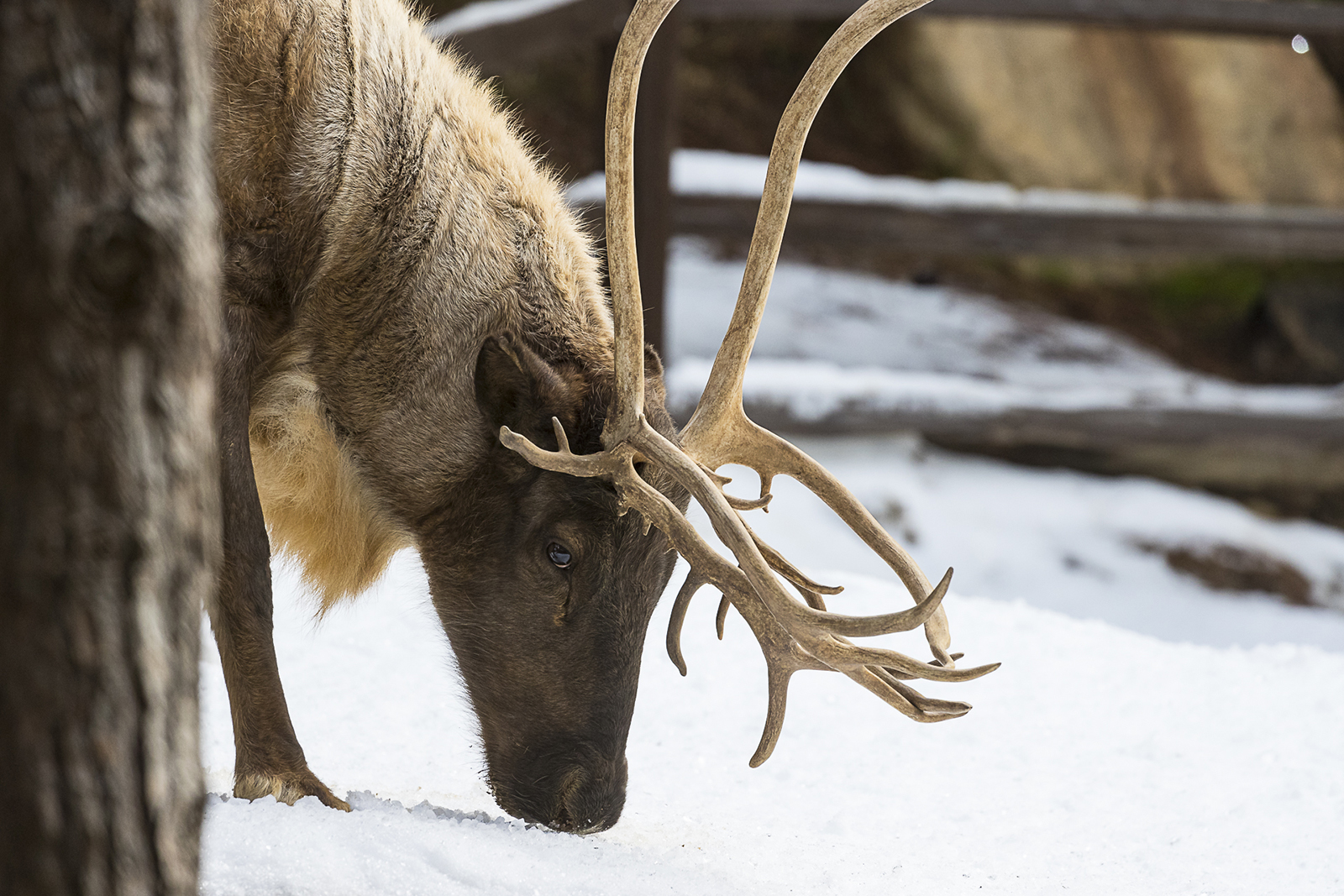 10 Festive Reindeer Facts – San Diego Zoo Wildlife Alliance Stories
