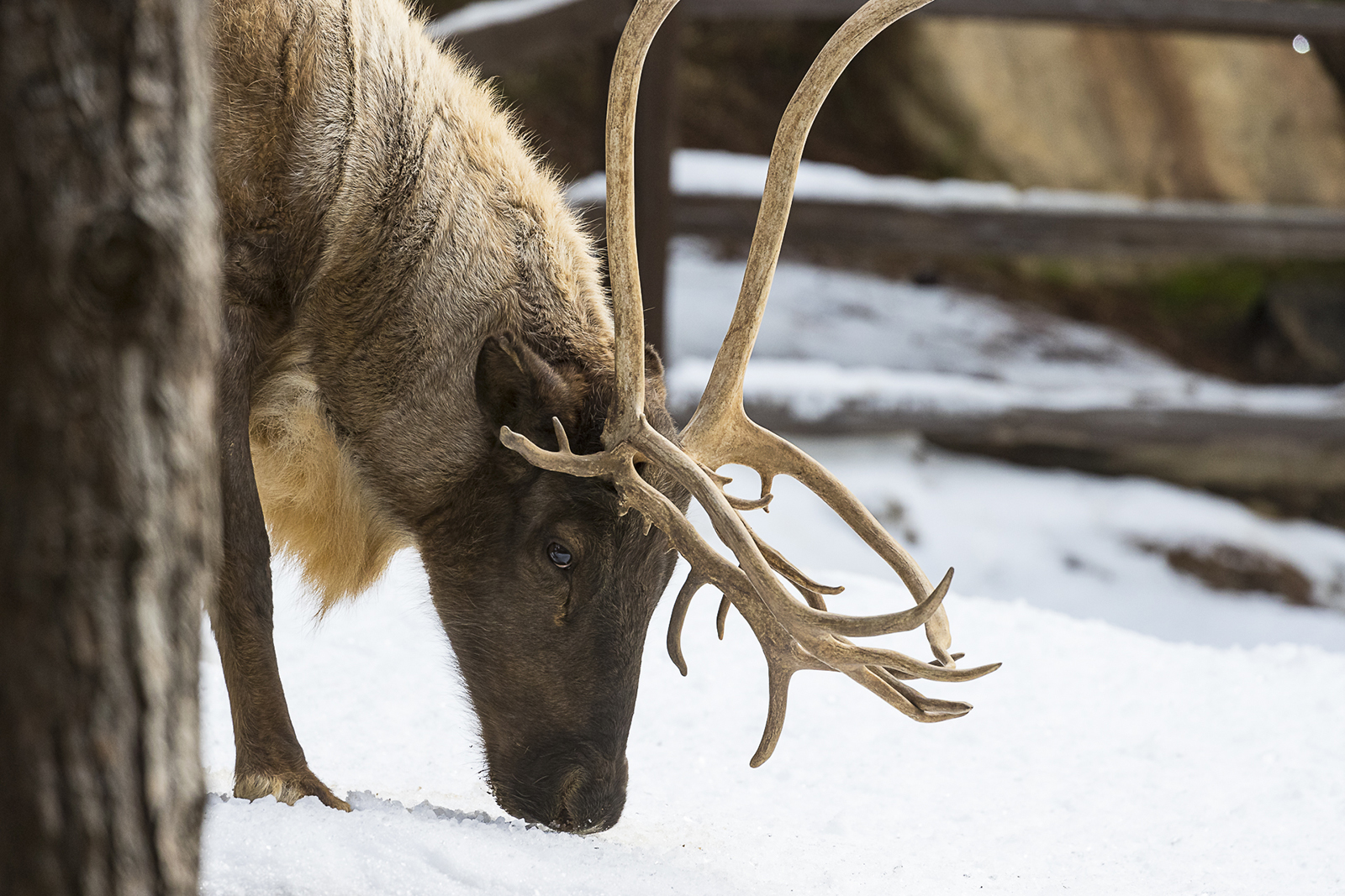 Reindeer