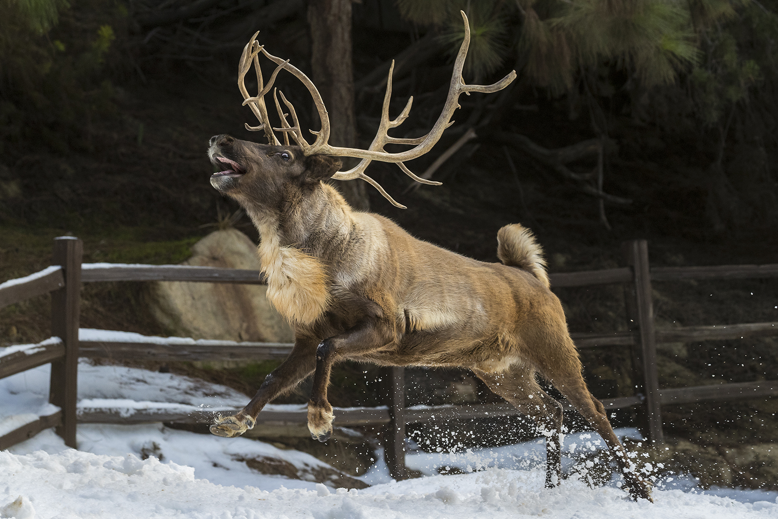 Reindeer jumping