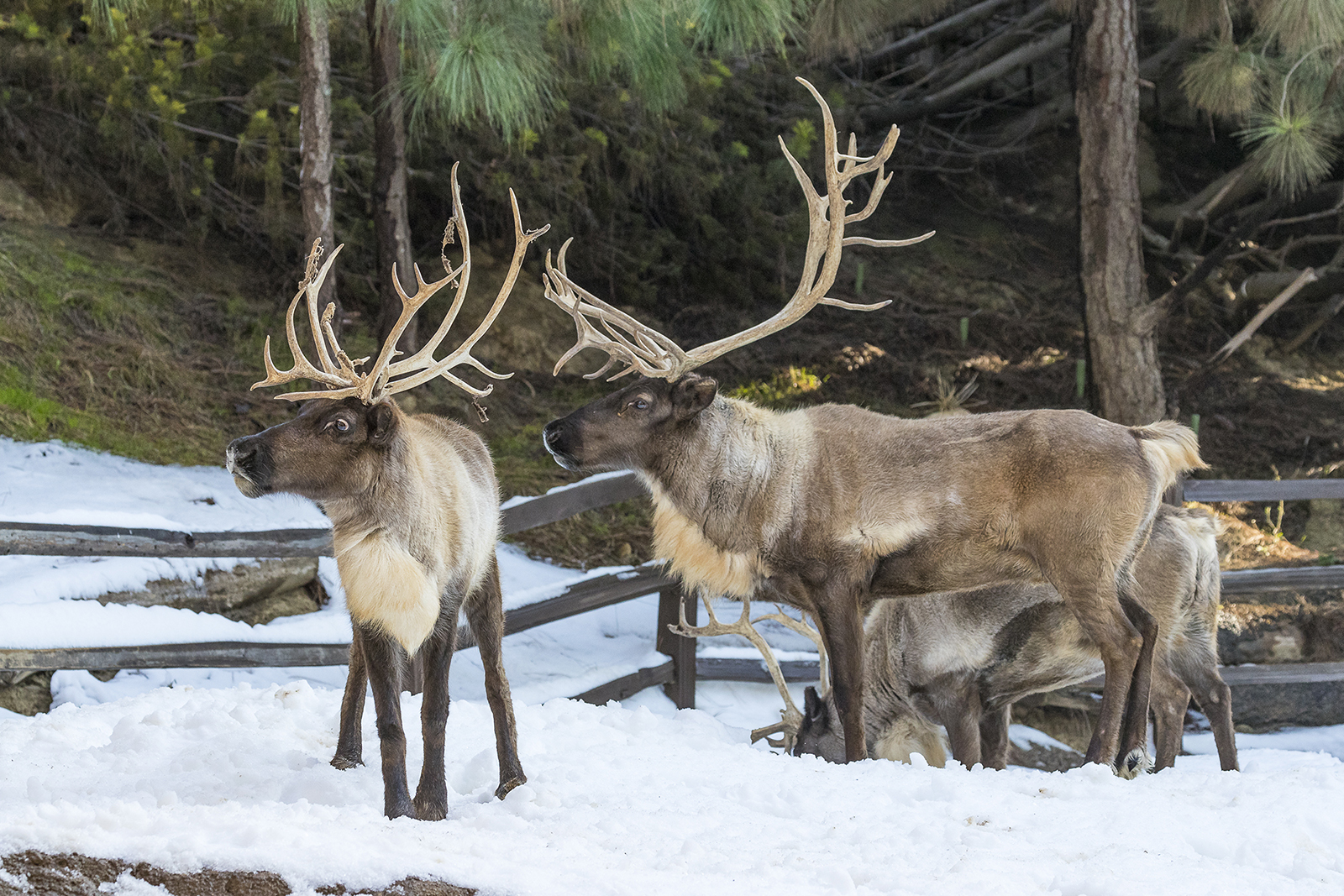 It Snowed Today at the San Diego Zoo Reindeer Habitat – San Diego