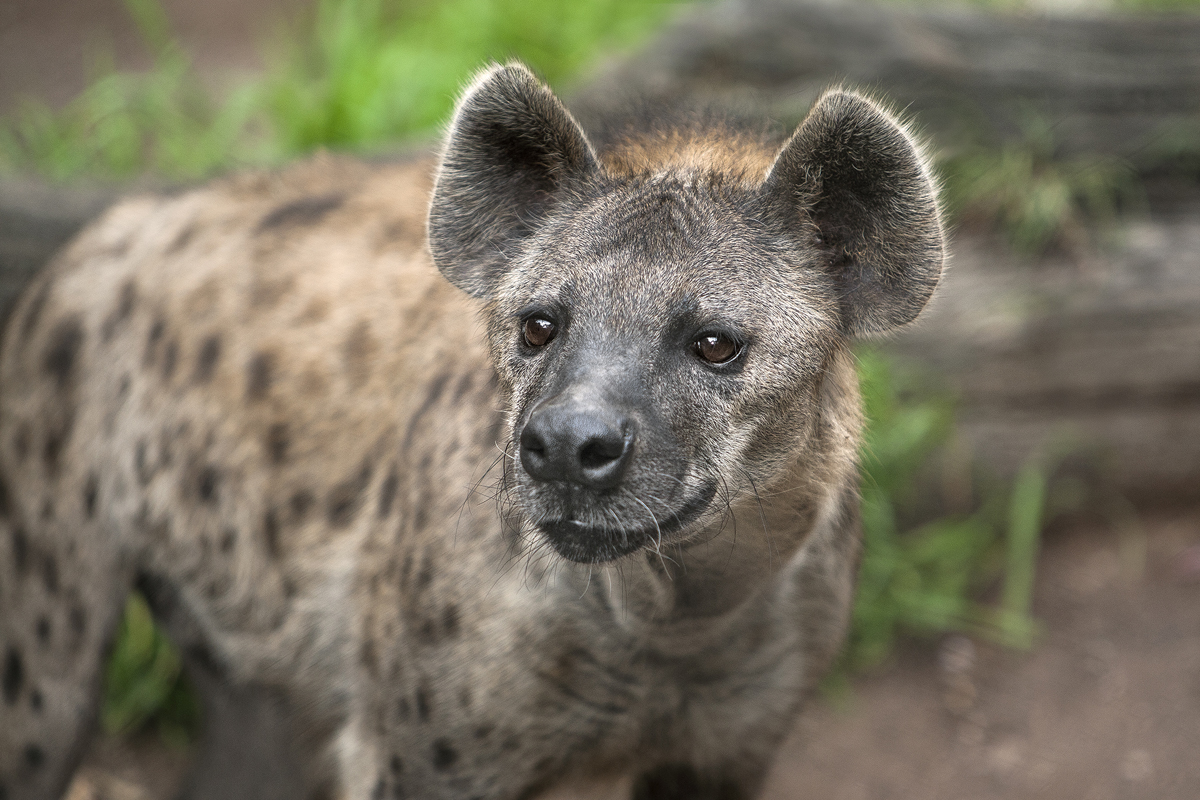 Spotted hyena