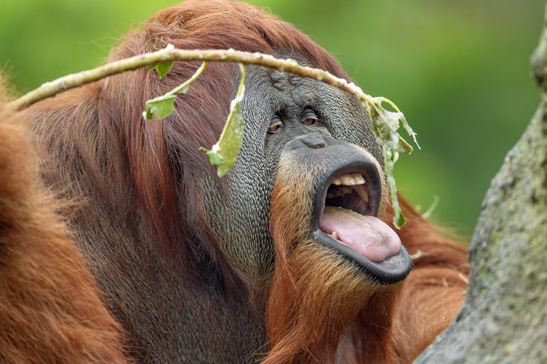 Orangutan eating