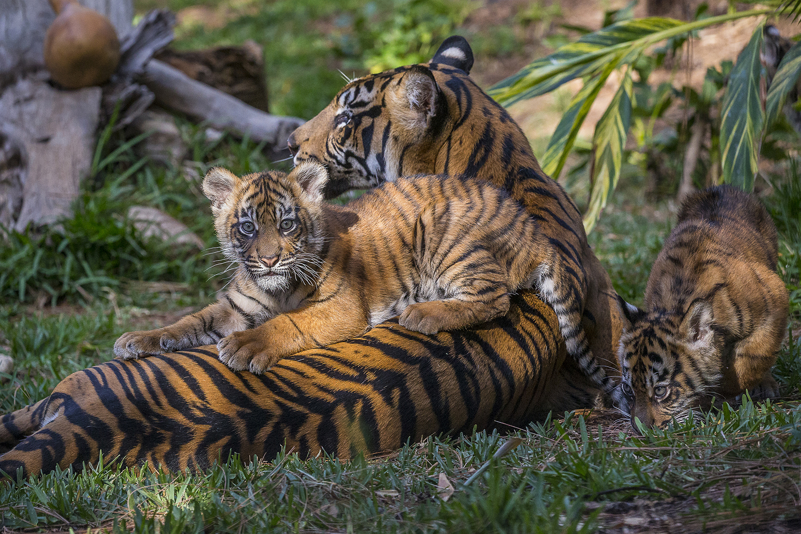 Endangered Sumatran Tiger Cubs Debut – ZOONOOZ