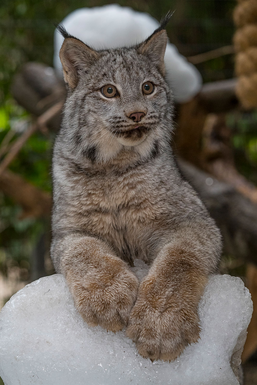 Amur tiger, snow leopard, lynx — The Alaska Zoo