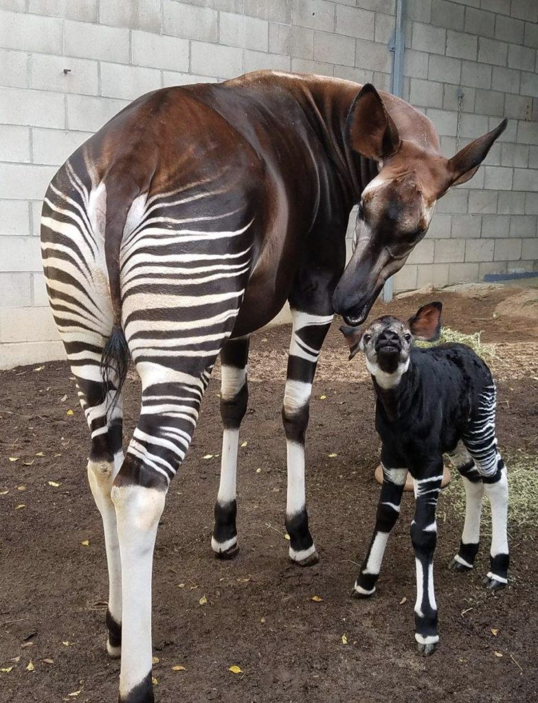 baby okapis