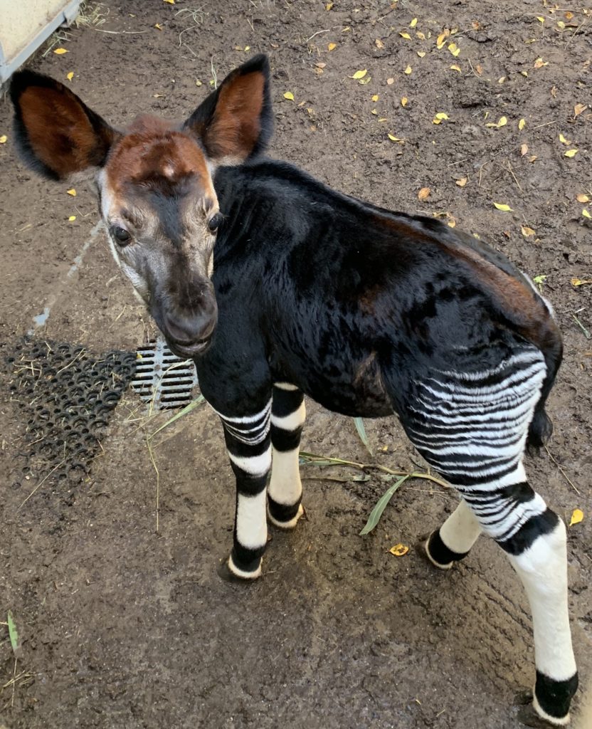 San Diego Zoo Welcomes Birth of Endangered Okapi Calf – San Diego Zoo  Wildlife Alliance Stories