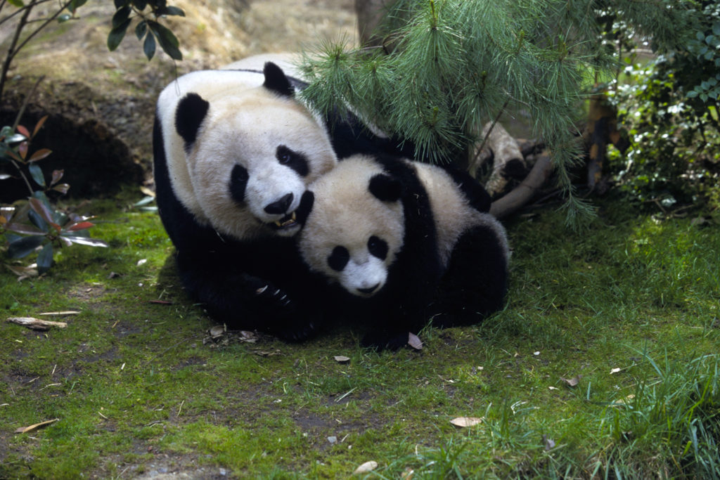 Giant Panda Cub In Tree #1 Coffee Mug by San Diego Zoo - Animals and Earth  - Website