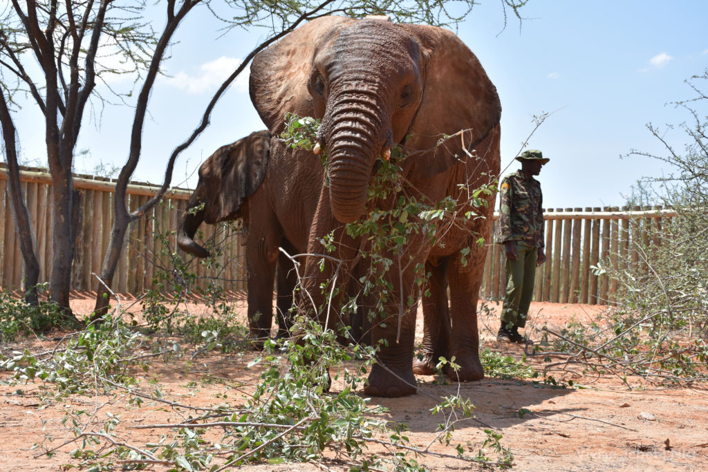 For Orphaned Elephant Calf, Harrowing Rescue Ends in Hope