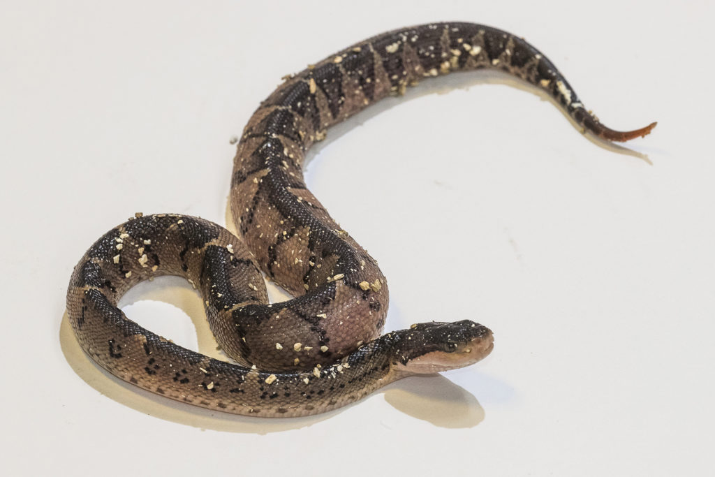 black headed bushmaster snake