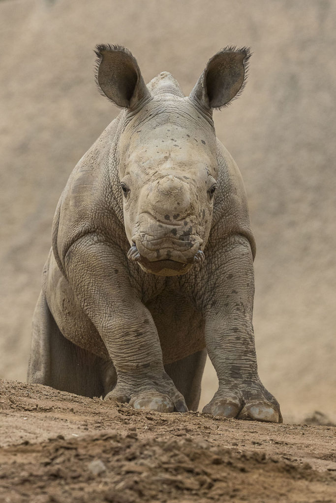 Energetic Southern White Rhino Calf “Charges” Around Safari Park – San  Diego Zoo Wildlife Alliance Stories