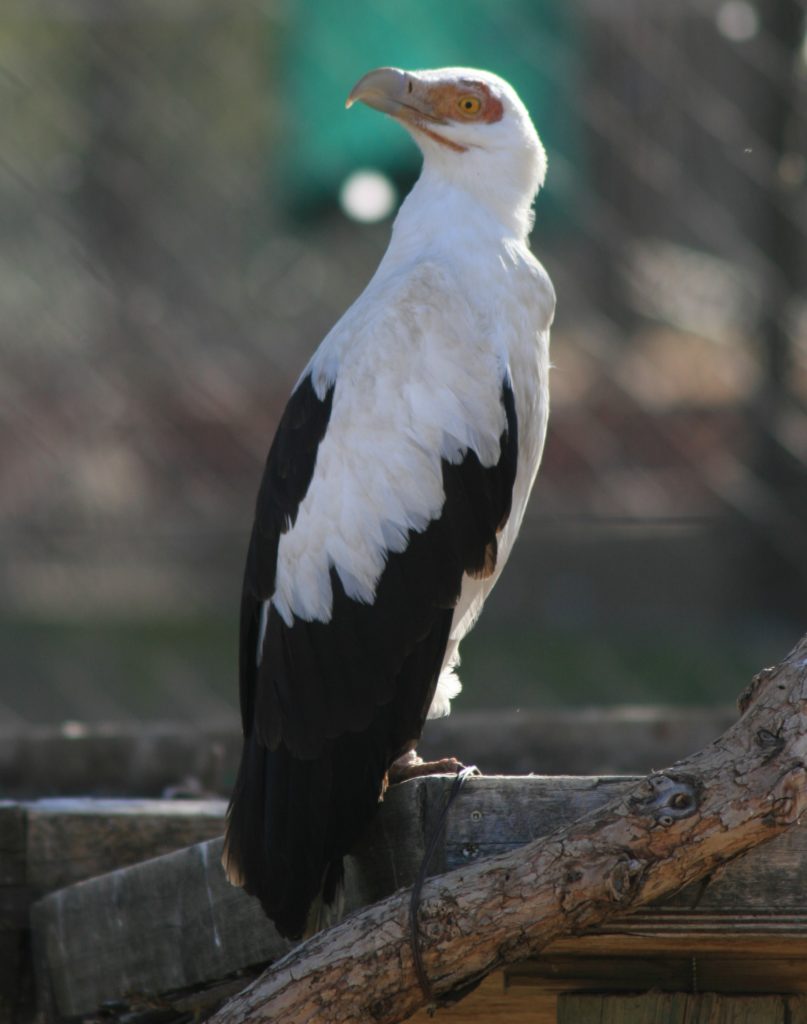 8 Wow-some Wonders About Vultures – San Diego Zoo Wildlife Alliance Stories