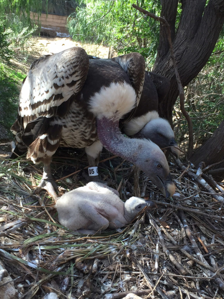 Endangered vultures hatch in captivity in India - The San Diego  Union-Tribune