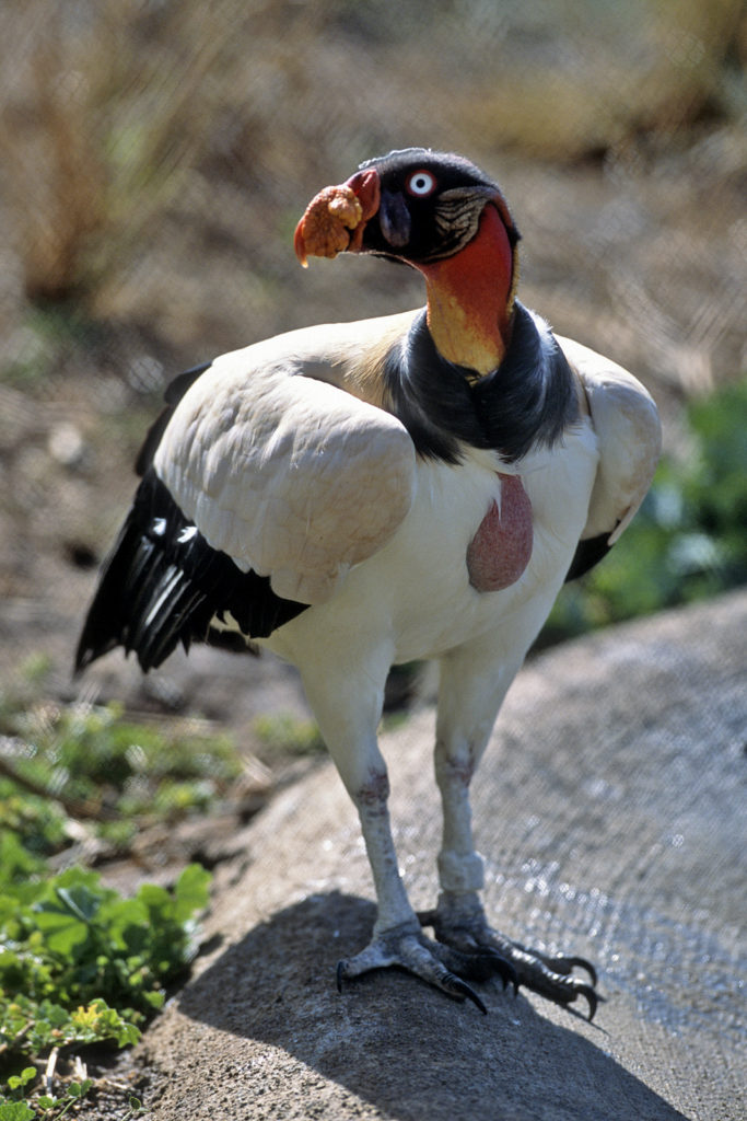 8 Wow-some Wonders About Vultures – San Diego Zoo Wildlife Alliance Stories