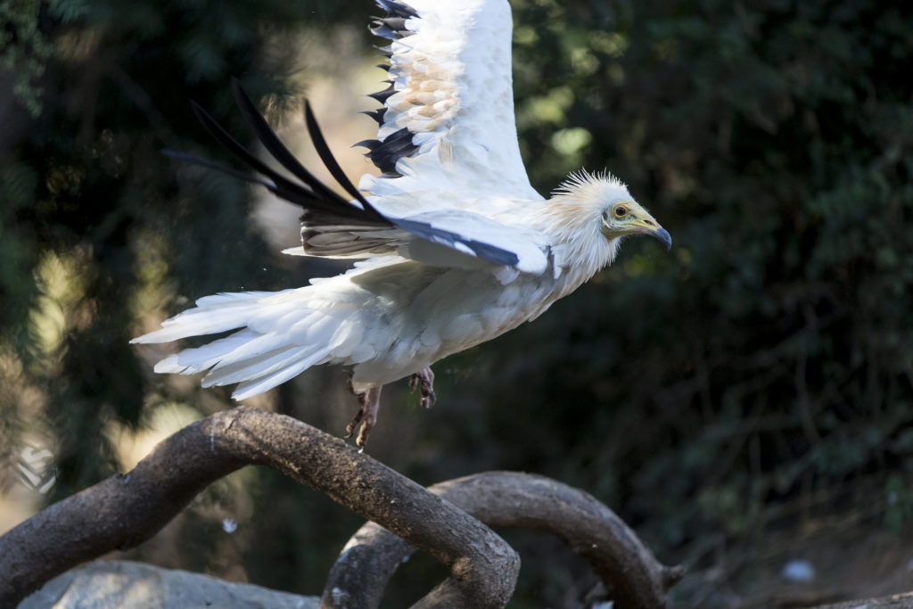 8 Wow-some Wonders About Vultures – San Diego Zoo Wildlife