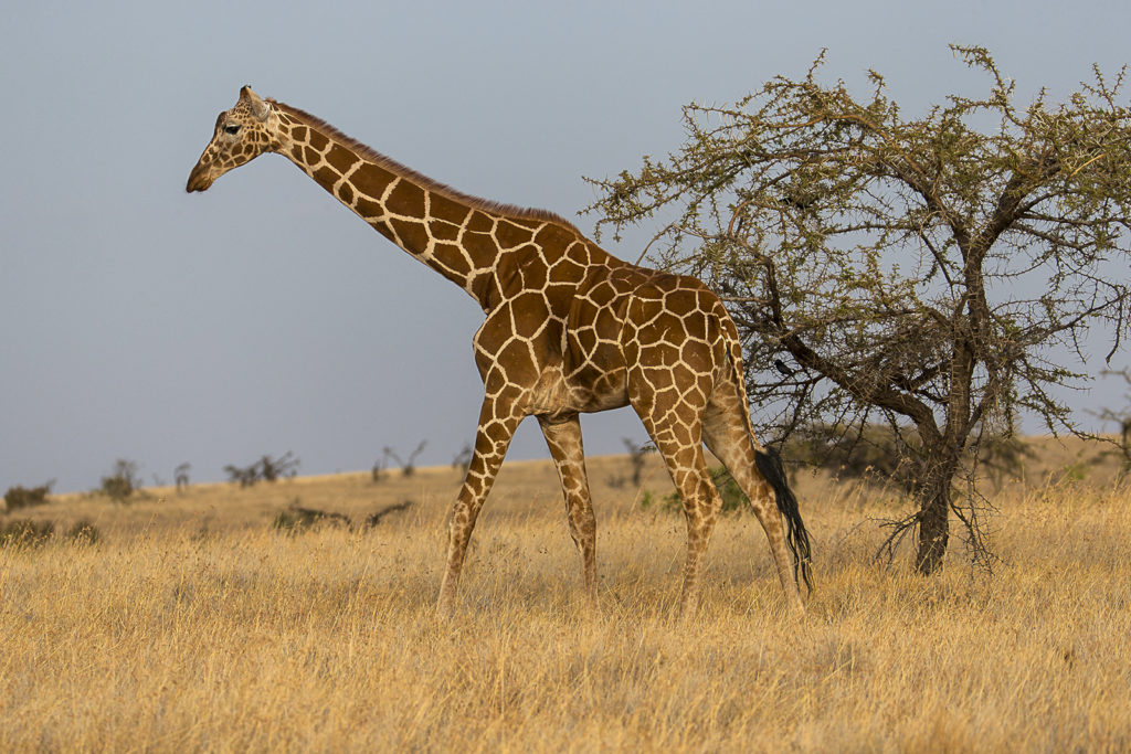 giraffes habitat map