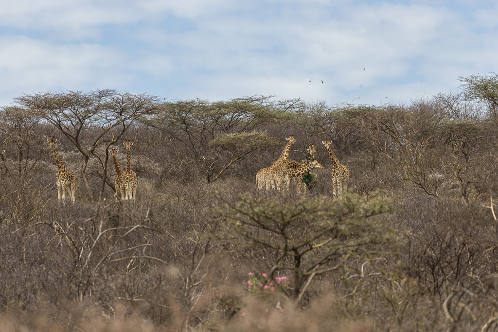 giraffes habitat map