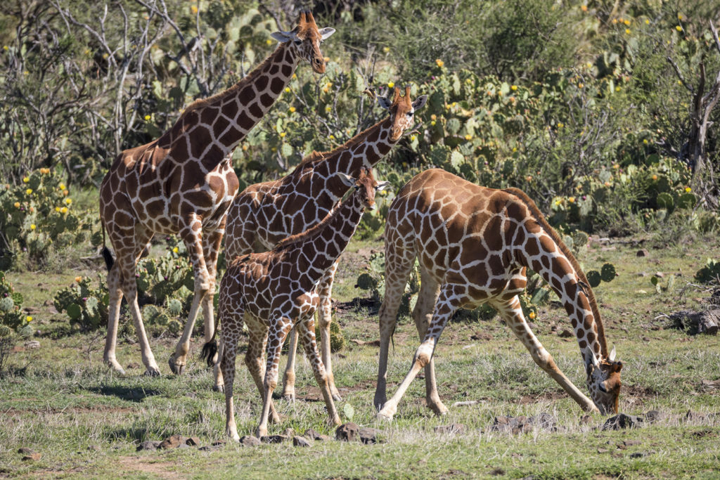 giraffes habitat map