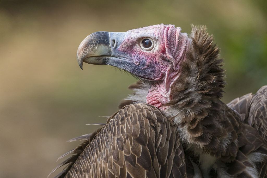 Welcome, Lappet-faced Vultures! – San Diego Zoo Wildlife Alliance Stories