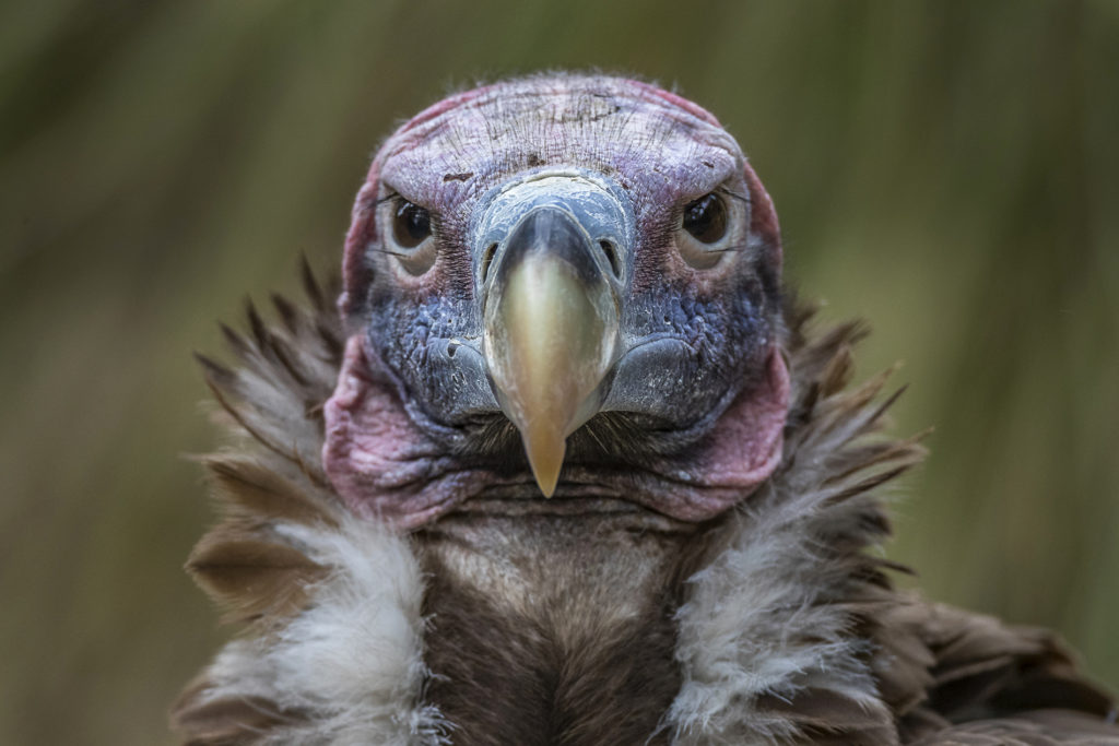 Endangered vultures hatch in captivity in India - The San Diego  Union-Tribune