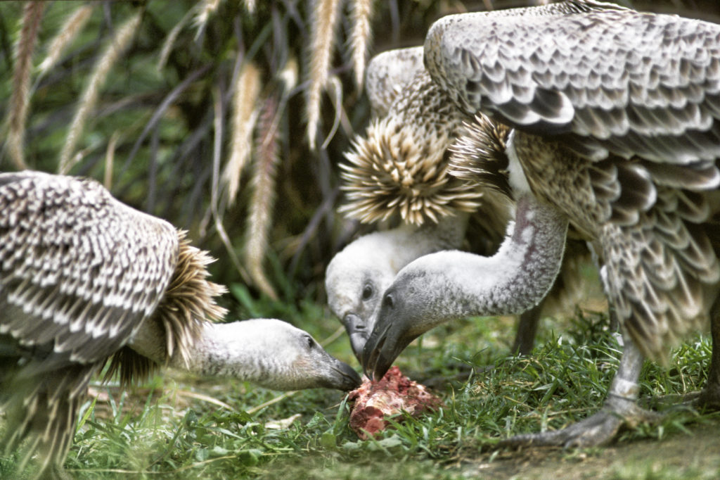 8 Wow-some Wonders About Vultures – San Diego Zoo Wildlife Alliance Stories