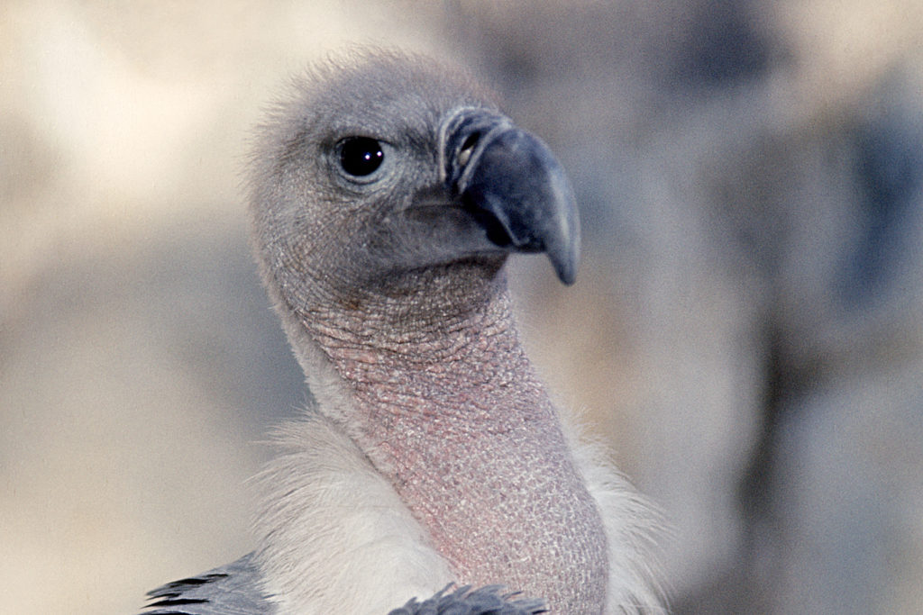8 Wow-some Wonders About Vultures – San Diego Zoo Wildlife Alliance Stories