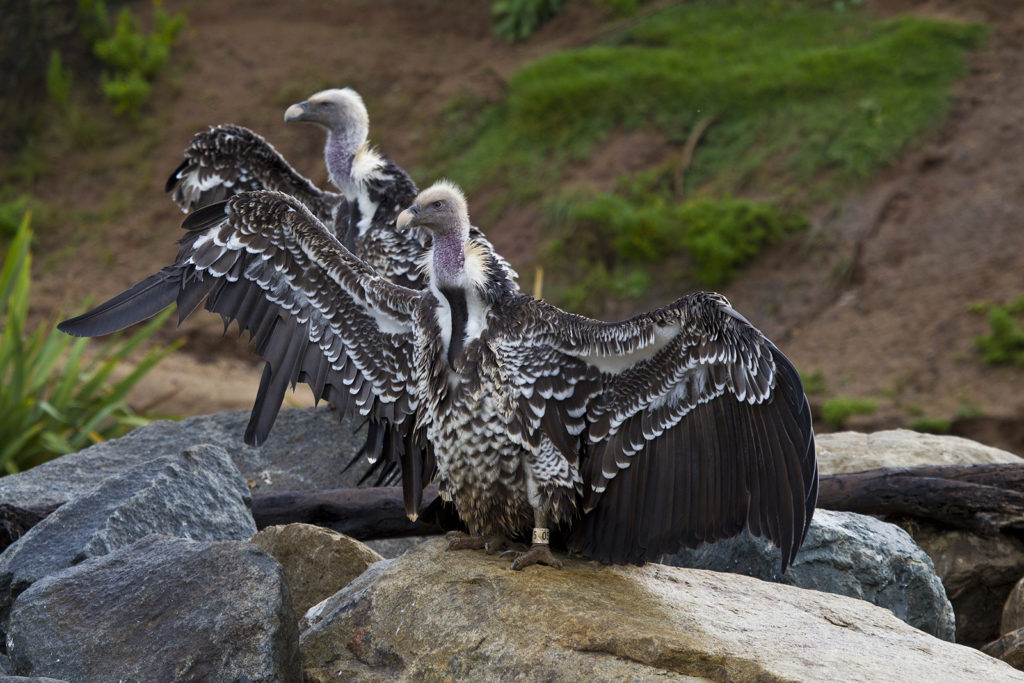 8 Wow-some Wonders About Vultures – San Diego Zoo Wildlife Alliance Stories