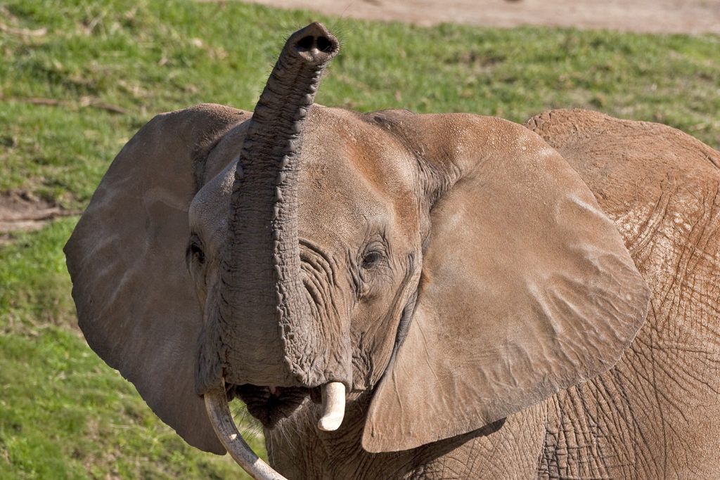 Elephant trunks are very dexterous because they are so wrinkly