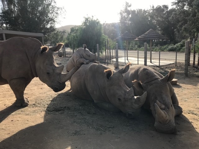 Nikita Kahn Rhino Rescue Center – San Diego Zoo Wildlife Alliance Stories