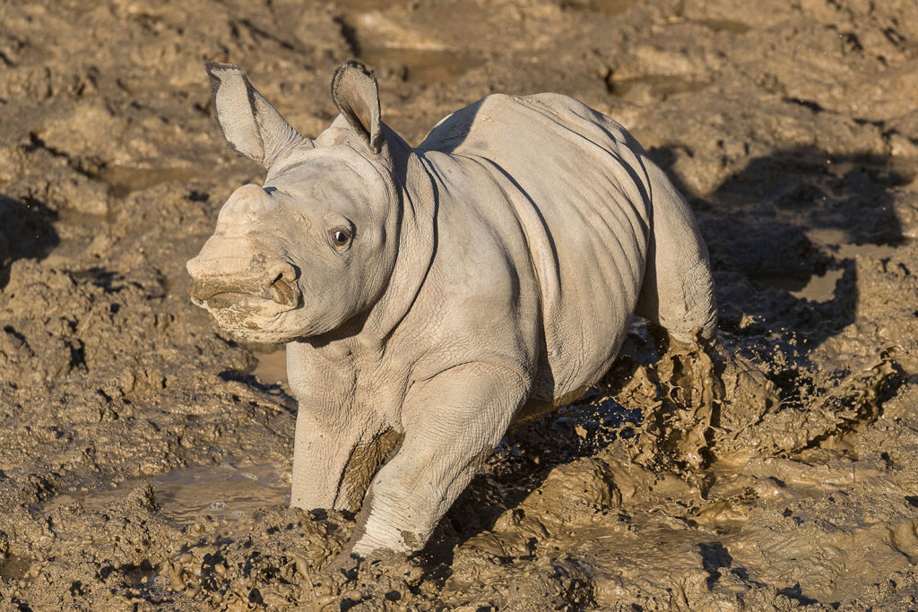 Playful Southern White Rhino Calf at the San Diego Zoo Safari Park… – San  Diego Zoo Wildlife Alliance Stories