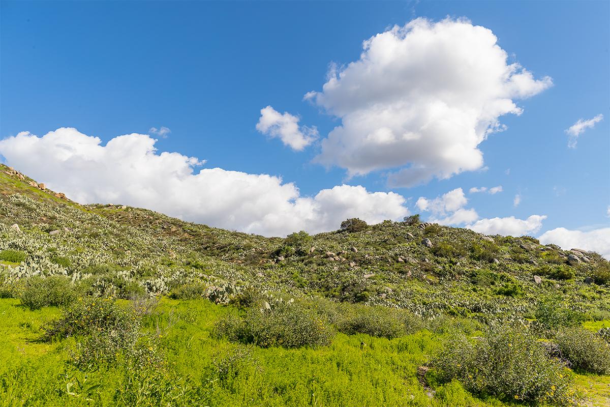 grassy hill