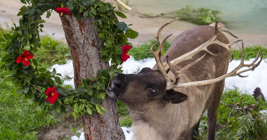 Reindeer