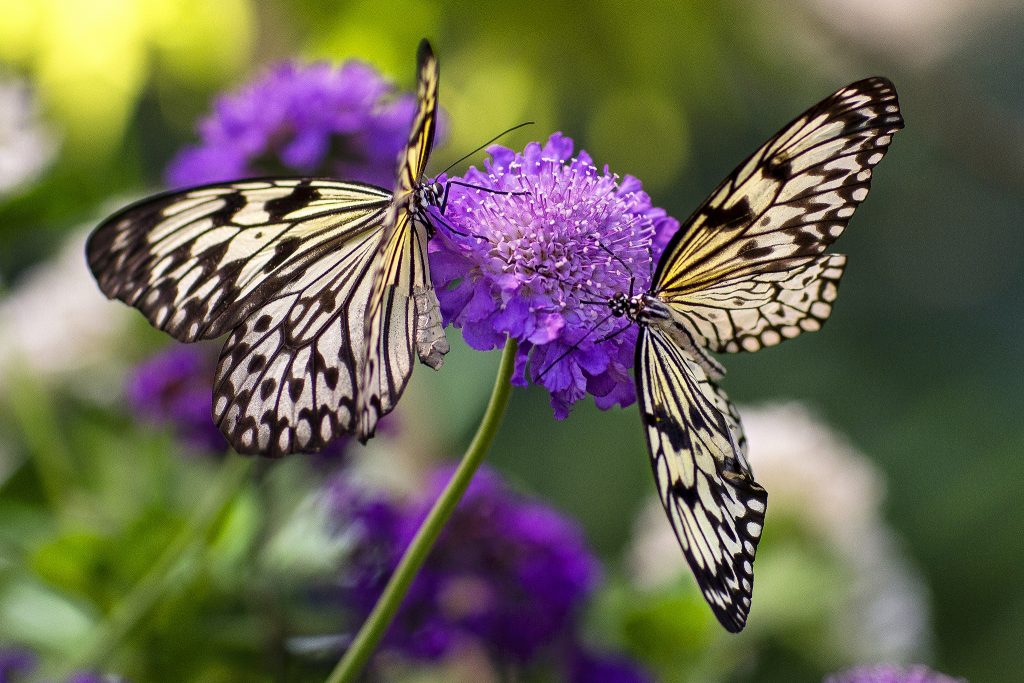 Fun Butterfly Facts That Will Shock You - Learn About Nature