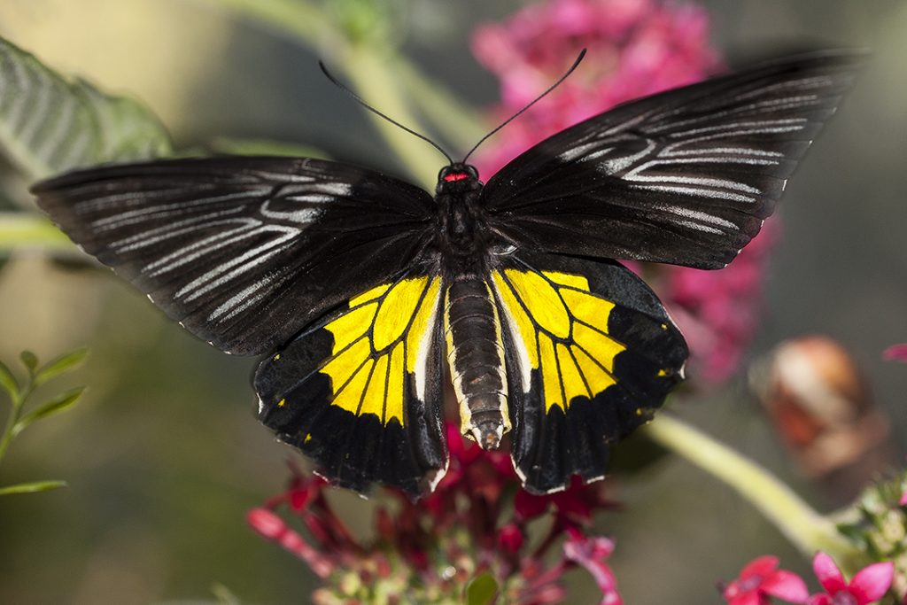 Why Butterfly Wings are Even Cooler Than You Think!