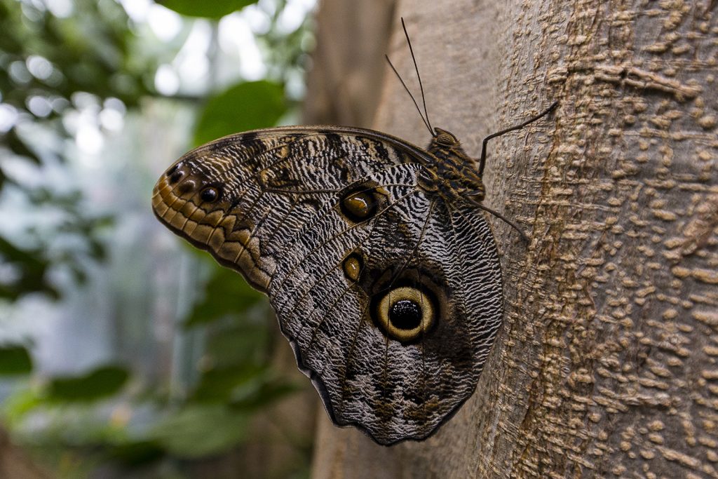 19 Fascinating Butterfly Facts – San Diego Zoo Wildlife Alliance