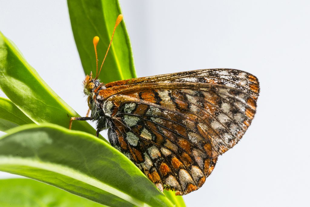 19 Fascinating Butterfly Facts – San Diego Zoo Wildlife Alliance Stories