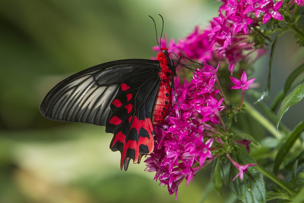 Five things about those beautiful butterflies