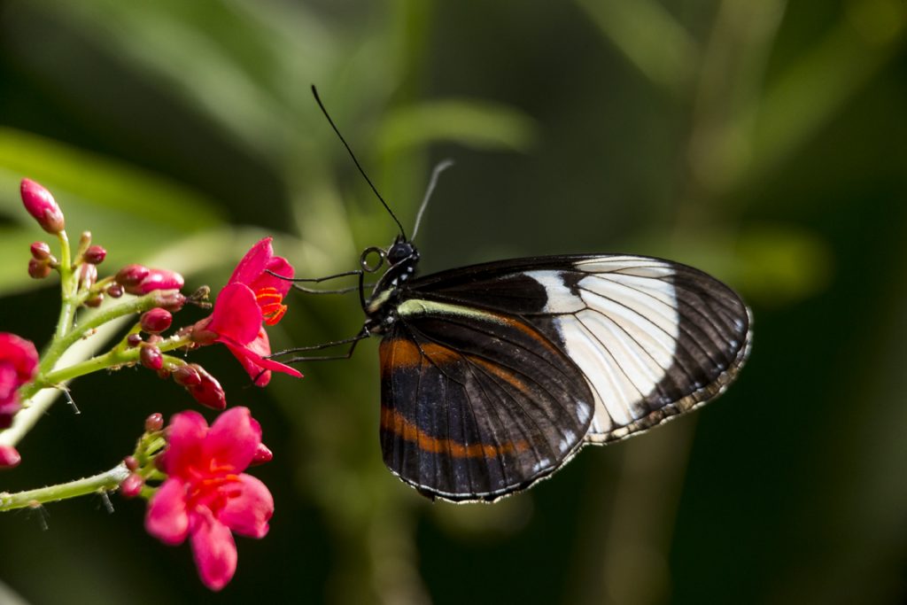 19 Fascinating Butterfly Facts – San Diego Zoo Wildlife Alliance Stories