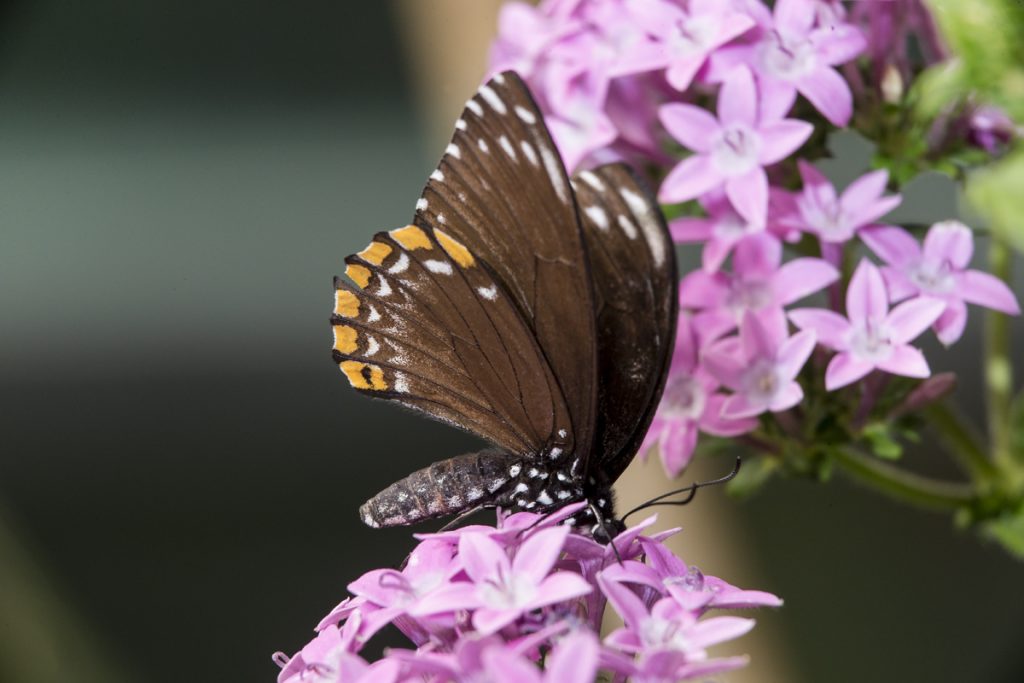 19 Fascinating Butterfly Facts – San Diego Zoo Wildlife Alliance Stories