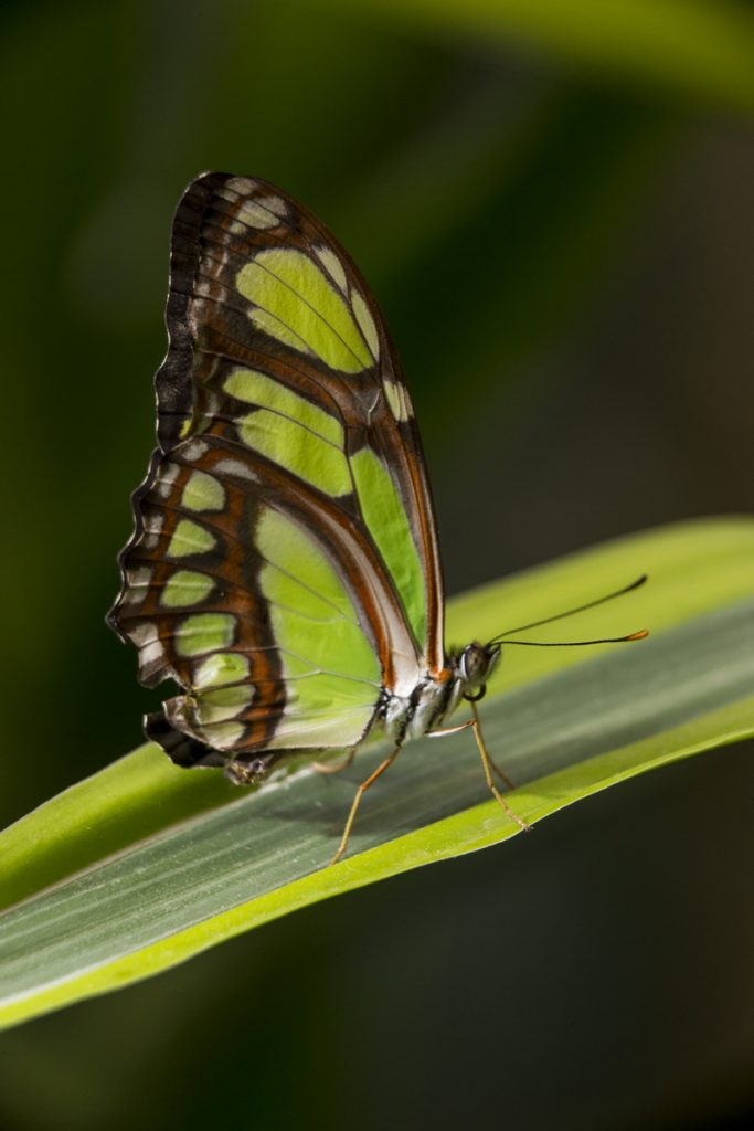 19 Fascinating Butterfly Facts – San Diego Zoo Wildlife Alliance Stories