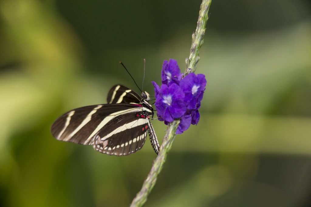 19 Fascinating Butterfly Facts – San Diego Zoo Wildlife Alliance Stories