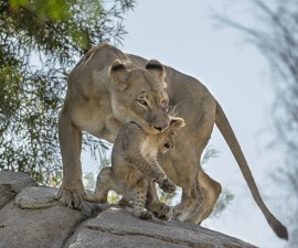 11 Incredibly Awesome Animal Moms