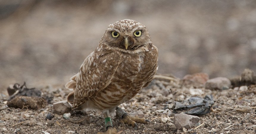 Tiny Backpacks on Small Owls Helps Conservation