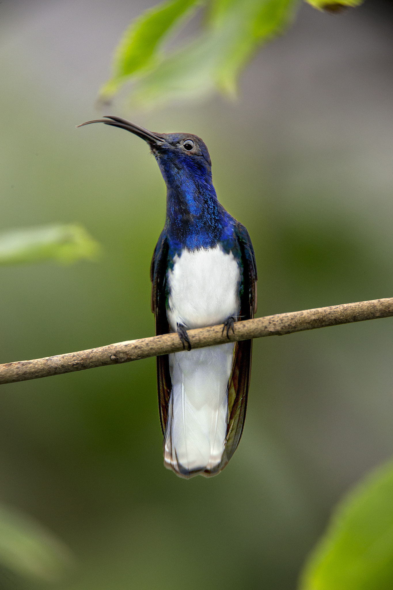 Blue hummingbird with white chest sticking out tongue