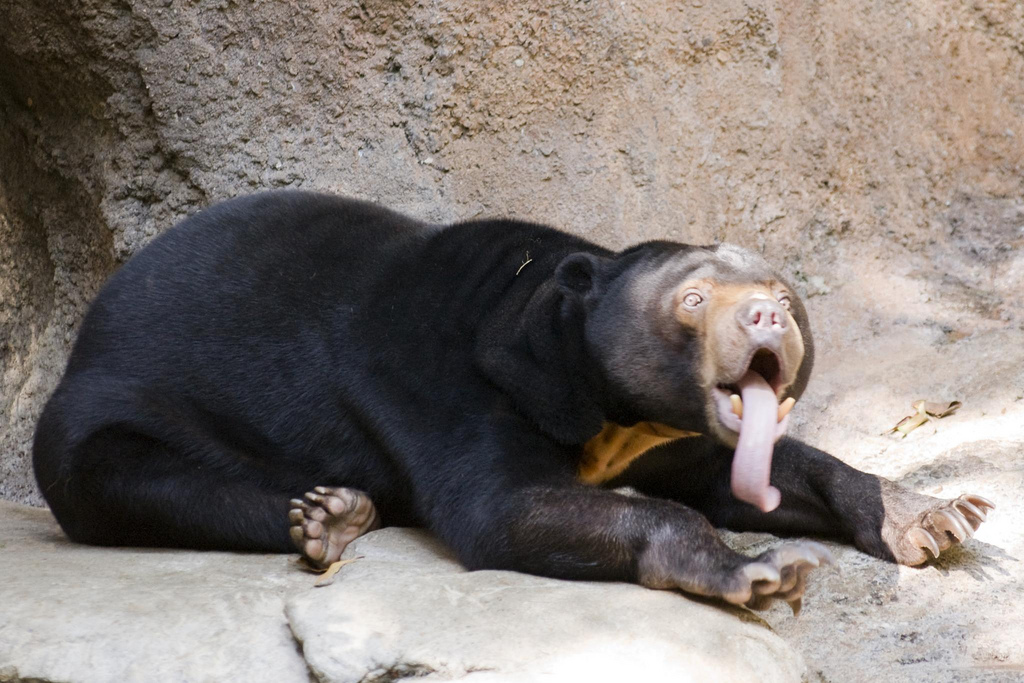The Longest Tongues in the Animal Kingdom – San Diego Zoo Wildlife Alliance  Stories